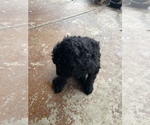 Small Photo #24 Poodle (Standard) Puppy For Sale in BAKERSFIELD, CA, USA
