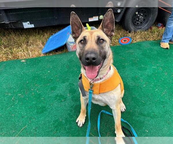 Medium Photo #2 Anatolian Shepherd-Unknown Mix Puppy For Sale in McKinleyville, CA, USA