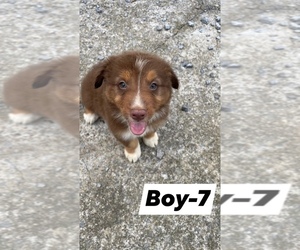 Australian Shepherd Puppy for sale in FLEMINGSBURG, KY, USA
