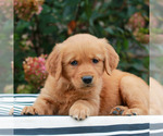 Macy - Female Golden Retriever Puppy for Sale - Photo #3