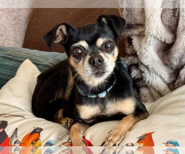 Medium Photo #1 Chihuahua-Unknown Mix Puppy For Sale in Salt Lake City, UT, USA