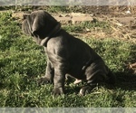 Small #9 Neapolitan Mastiff