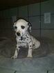 Small Photo #16 Dalmatian Puppy For Sale in DELANO, CA, USA