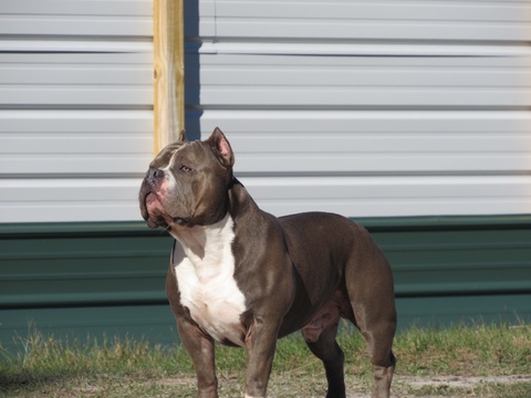 Medium Photo #1 American Bully Puppy For Sale in ANNISTON, AL, USA
