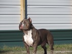 Small Photo #1 American Bully Puppy For Sale in ANNISTON, AL, USA