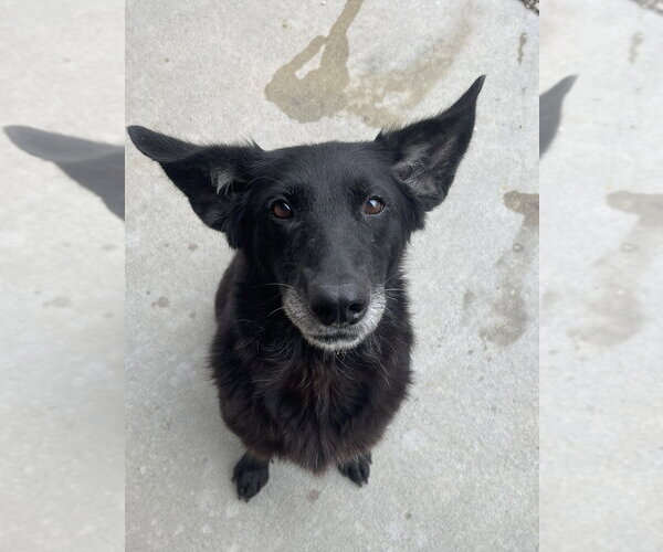 Medium Photo #6 Mutt Puppy For Sale in Bolivar, MO, USA
