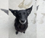 Small #5 Mutt