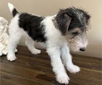 Small #10 Wire Fox Terrier