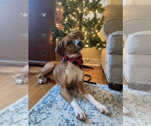 Beagle-Unknown Mix Dogs for adoption in pomfret, CT, USA