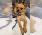 Small #1 Pomeranian Mix