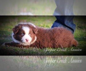 Miniature Australian Shepherd Puppy for sale in SMITHVILLE, AR, USA