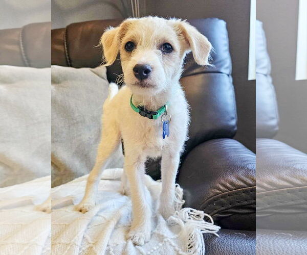 Medium Photo #2 Mutt Puppy For Sale in Corona, CA, USA