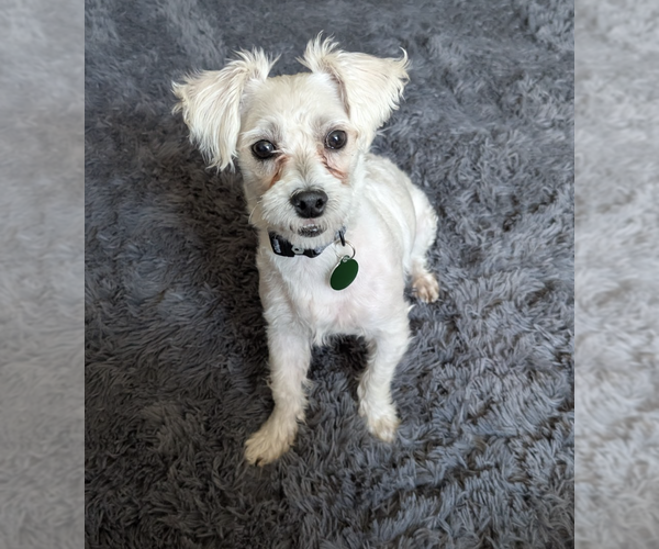 Medium Photo #1 Poodle (Miniature)-Unknown Mix Puppy For Sale in Brooklyn, NY, USA