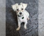 Small Poodle (Miniature) Mix