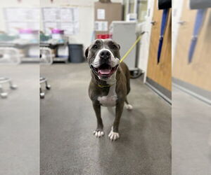 American Bulldog Dogs for adoption in Forestville, MD, USA