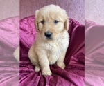 Small Photo #8 Golden Retriever Puppy For Sale in WESTMINSTER, SC, USA