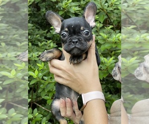 French Bulldog Puppy for sale in JACKSONVILLE, FL, USA