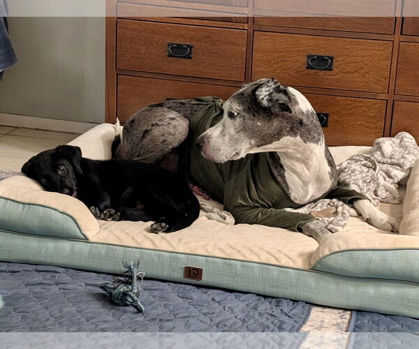 Medium Photo #5 German Shepherd Dog-Great Dane Mix Puppy For Sale in PIPE CREEK, TX, USA