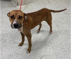 American Pit Bull Terrier-Unknown Mix Dogs for adoption in Conroe, TX, USA