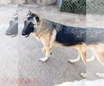 Small Photo #10 German Shepherd Dog-Unknown Mix Puppy For Sale in Apple Valley, CA, USA