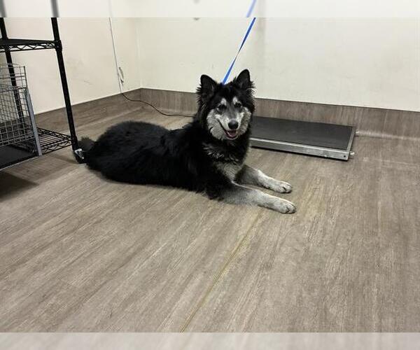 Medium Photo #1 Alaskan Malamute Puppy For Sale in Pasadena, CA, USA