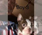 Small Photo #6 Boston Terrier Puppy For Sale in HAUGHTON, LA, USA