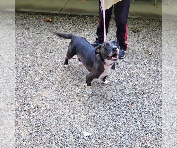 Medium Photo #1 American Pit Bull Terrier-Basset Hound Mix Puppy For Sale in Frenchburg, KY, USA