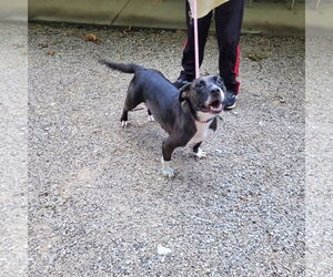 American Pit Bull Terrier-Basset Hound Mix Dogs for adoption in Frenchburg, KY, USA