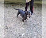 Small American Pit Bull Terrier-Basset Hound Mix