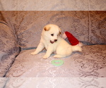 Small Photo #4 Shiba Inu Puppy For Sale in WILLIMANTIC, CT, USA