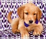 Small #2 Golden Retriever