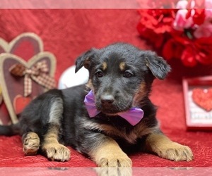 German Shepherd Dog Puppy for sale in LANCASTER, PA, USA