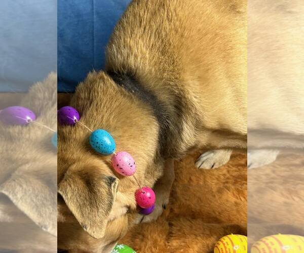 Medium Photo #3 - Mix Puppy For Sale in Stratham, NH, USA