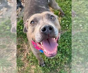 Mutt Dogs for adoption in Tulsa, OK, USA