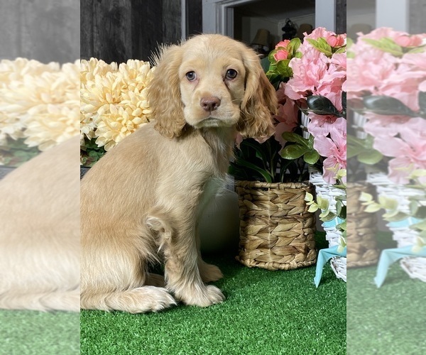 Medium Photo #1 Cocker Spaniel Puppy For Sale in CANOGA, NY, USA