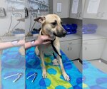 Small #4 Black Mouth Cur Mix