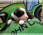 Small Photo #303 Border Collie Puppy For Sale in NORBORNE, MO, USA