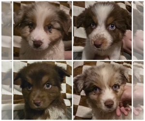 Australian Shepherd Litter for sale in ROY, UT, USA