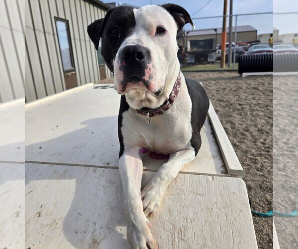 Medium Photo #18 American Pit Bull Terrier-Unknown Mix Puppy For Sale in Fargo, ND, USA
