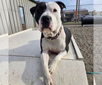 Small #17 American Pit Bull Terrier Mix
