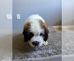 Small Photo #13 Saint Bernard Puppy For Sale in PALM COAST, FL, USA