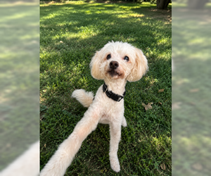 Maltipoo (Miniature) Dogs for adoption in San Diego, CA, USA