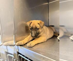 Mutt Dogs for adoption in Santa Cruz, CA, USA