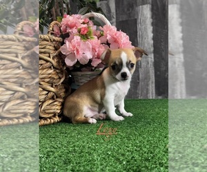 Chihuahua Puppy for sale in CANOGA, NY, USA