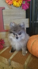 Pomeranian Puppy for sale in WENTZVILLE, MO, USA