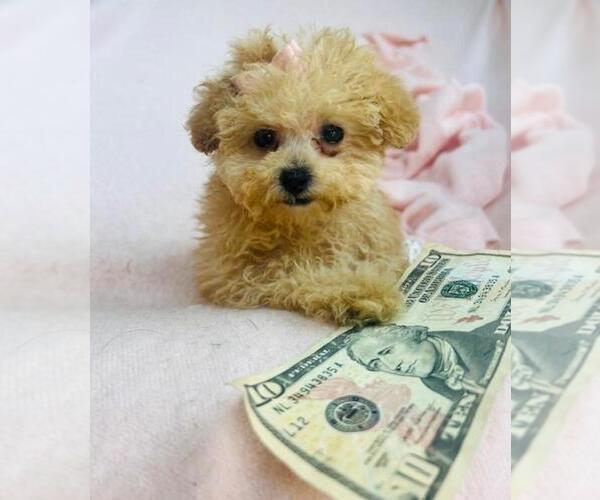 Medium Photo #17 Poodle (Toy) Puppy For Sale in MANHATTAN, NY, USA