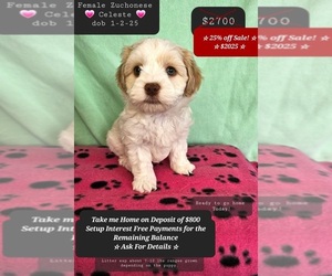 Havanese-Zuchon Mix Puppy for sale in TUCSON, AZ, USA