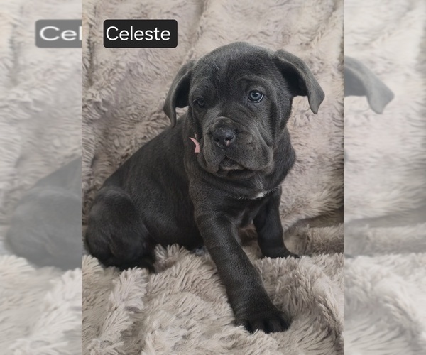 Medium Photo #5 Cane Corso Puppy For Sale in MINERAL WELLS, WV, USA