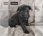 Small #4 Cane Corso