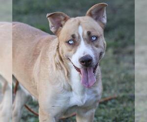 Mutt Dogs for adoption in Modesto, CA, USA